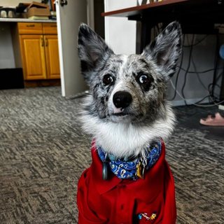 Bandit, Over-All Electric's work dog