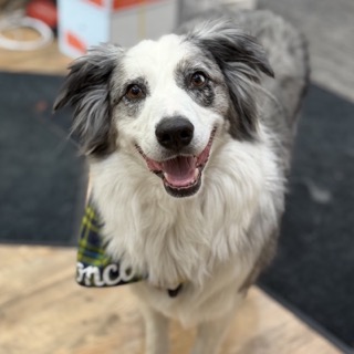 Bronco, Over-All Electric's office dog
