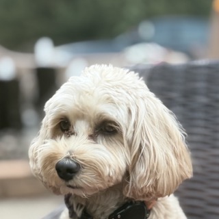 Maverick, Over-All Electric's Chief Communications Dog