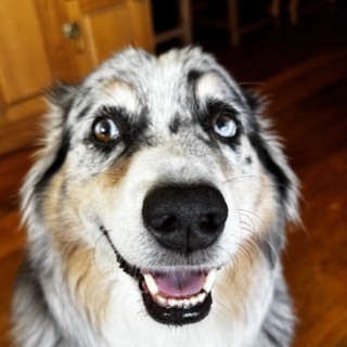 Ranger, Over-All Electric's Chief Dog Officer